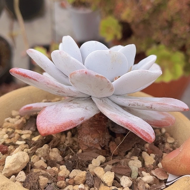雪莲9235多肉植物