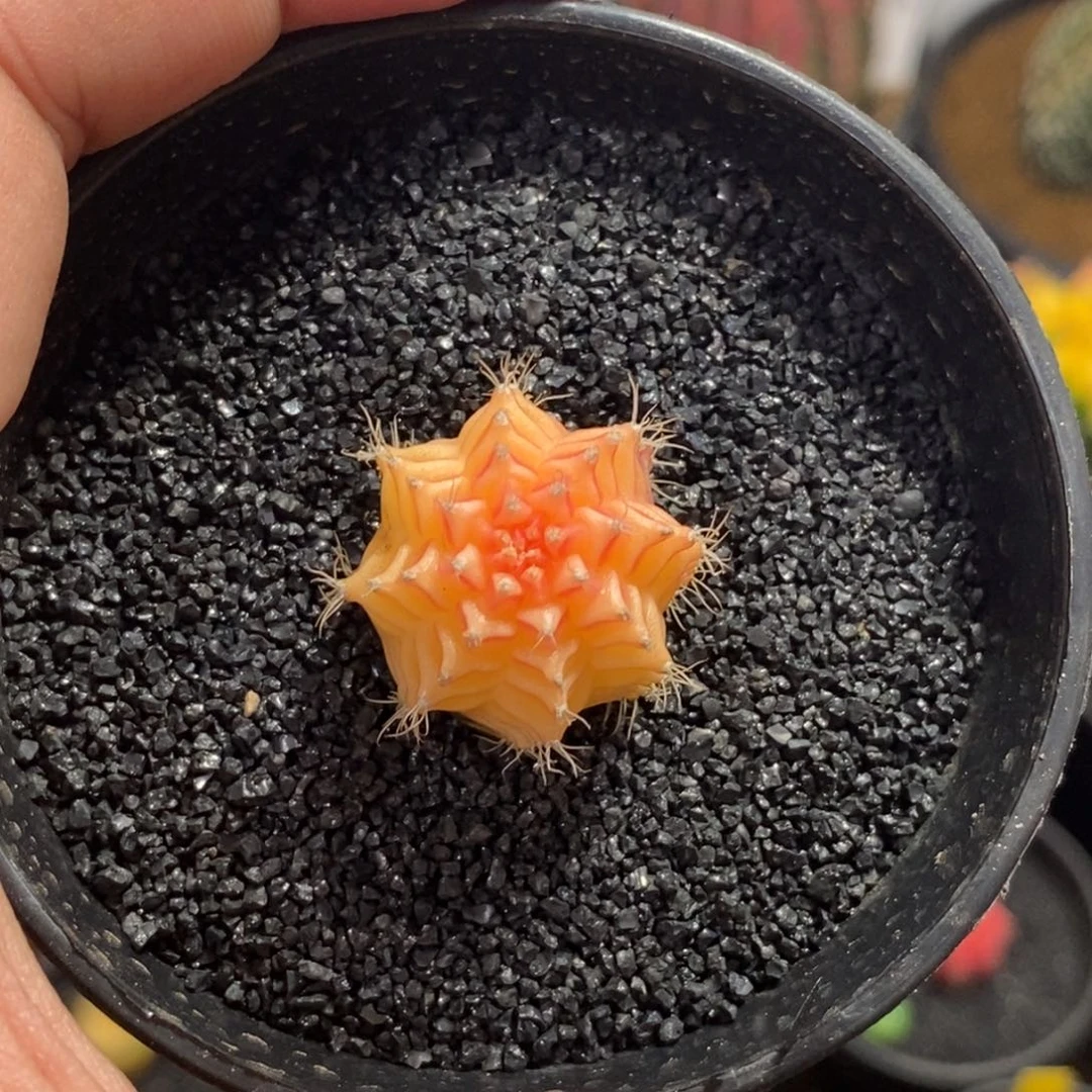 精品米哈—脱土发货28