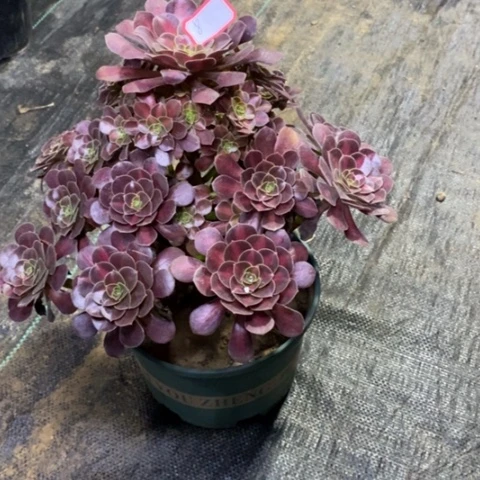 8，花纳锦23566788899