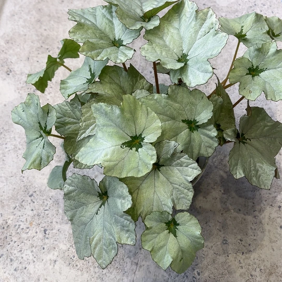 完全开放微风胭脂