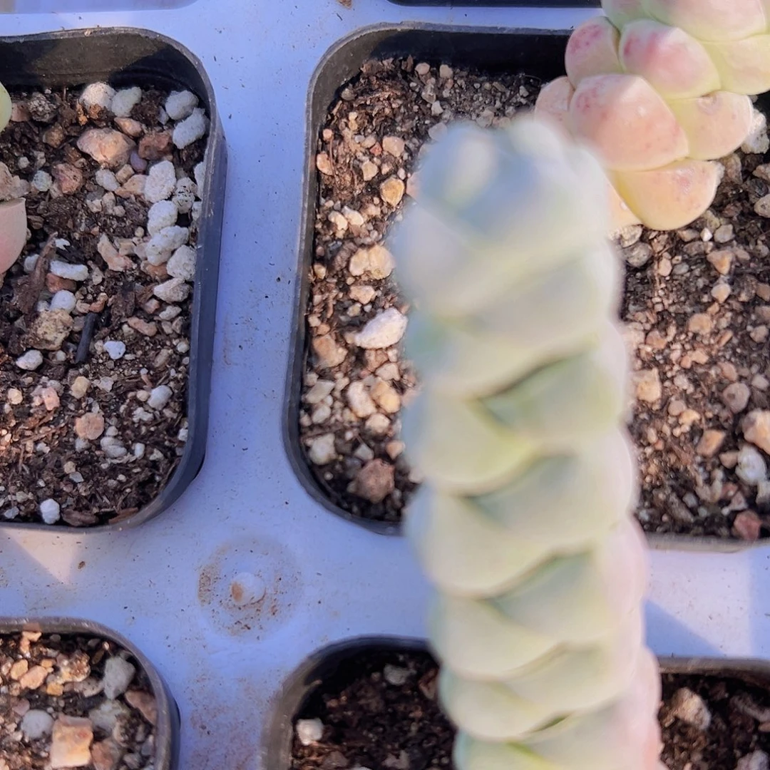 玉雏19包邮拓土发货