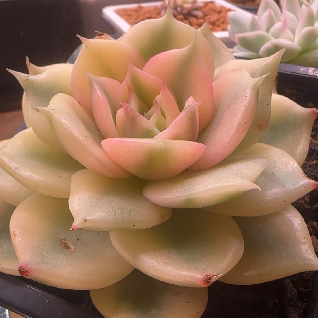 贝加尔湖锦 多肉植物