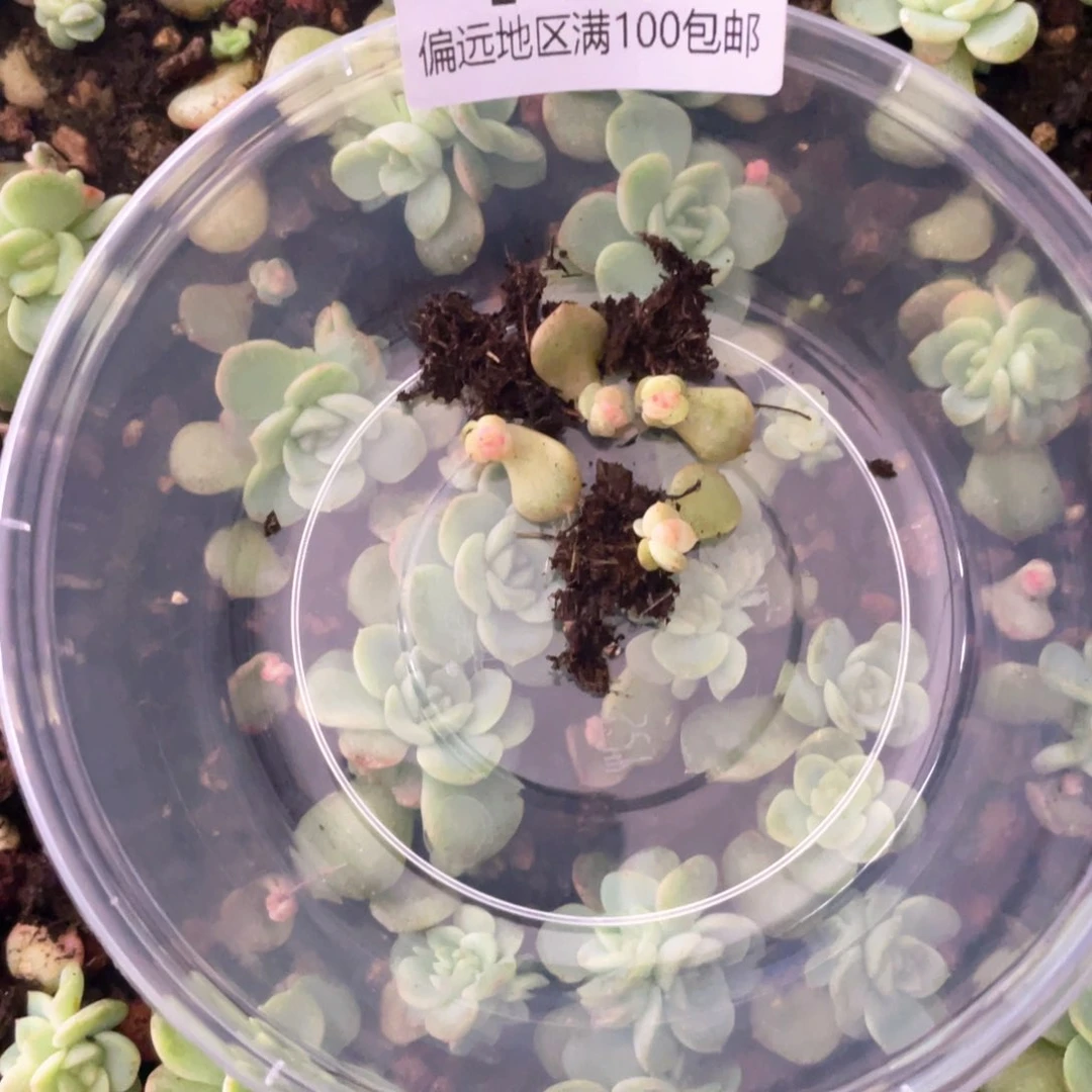 优选珍妮一物一拍136