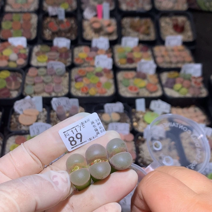 j**a精品生石花117.89