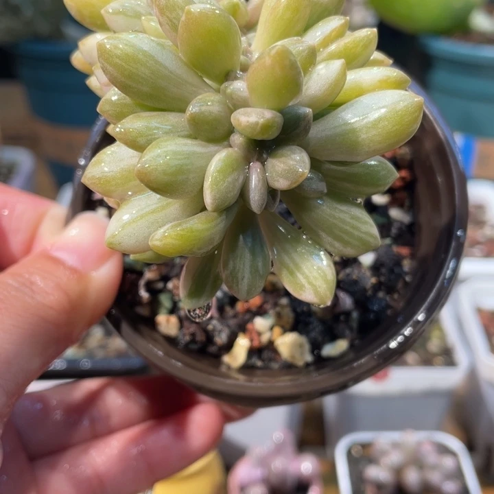 美人锦缀啊啊啊啊白拉丝锦啊啊啊