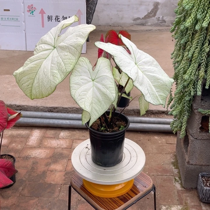 完全开放白月光彩叶芋