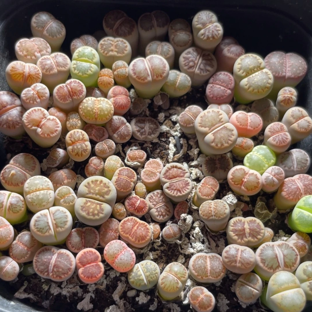 今晚大盆特价更新～20