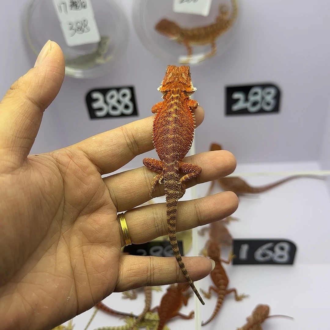 燕***鬃狮蜥微瑕疵尾尖