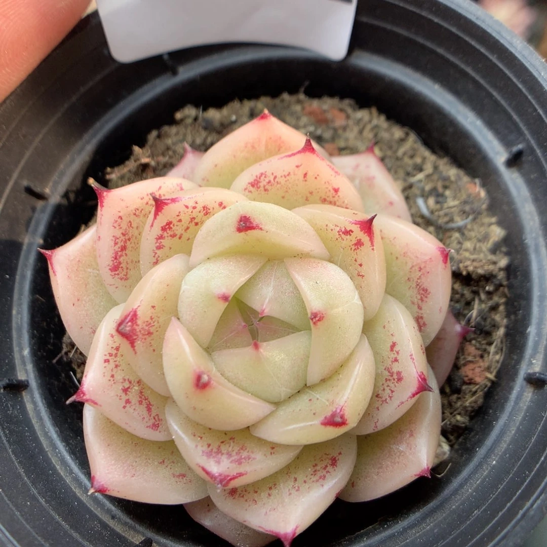 W132 ，柿子多肉20包邮两天凑单