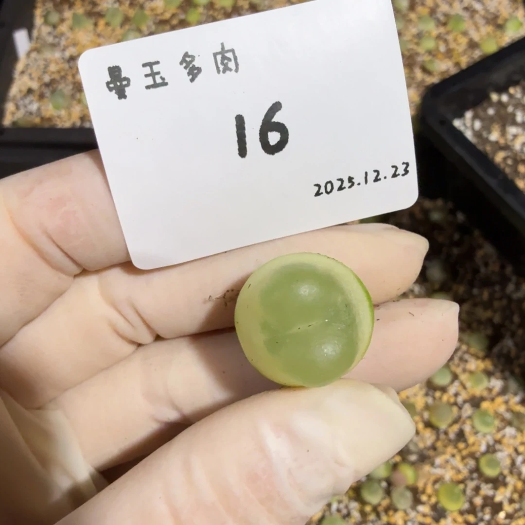 用***8多肉多肉多肉12.23-016