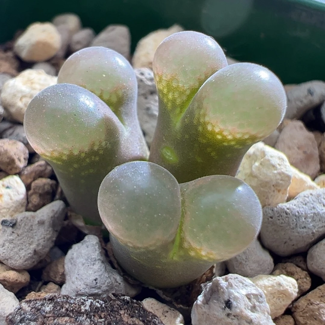 1888优选1802.1豆豆三头