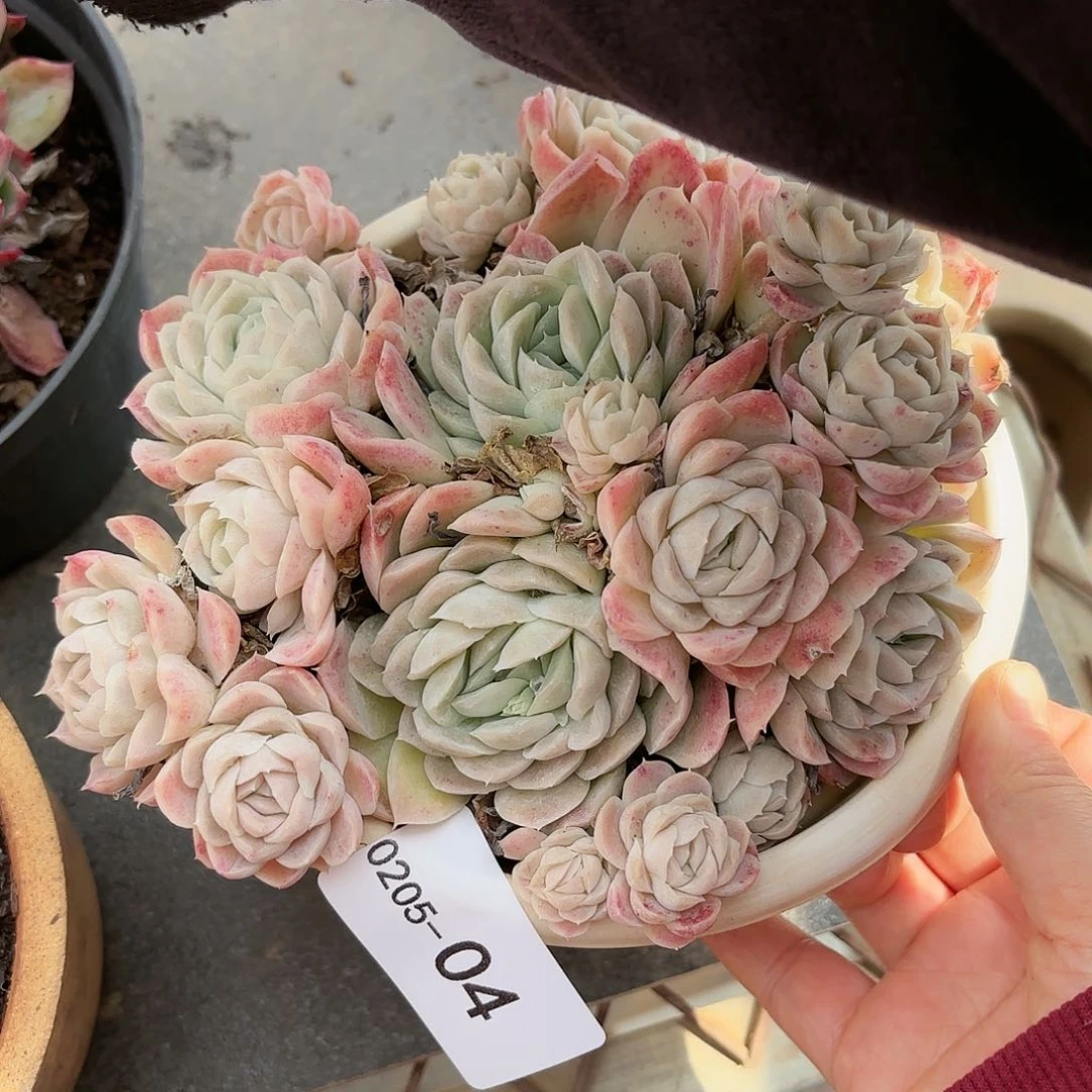 同温层多肉西娜04