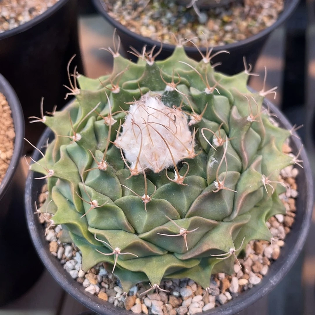 仙人球小帝冠实生8厘米