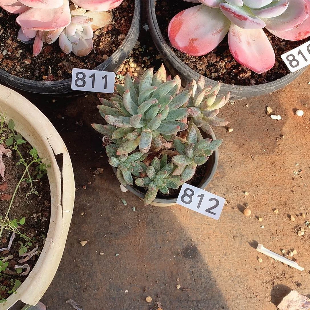 812炫彩心一物一拍多肉