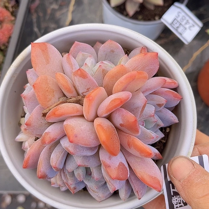 果橙24132多肉植物