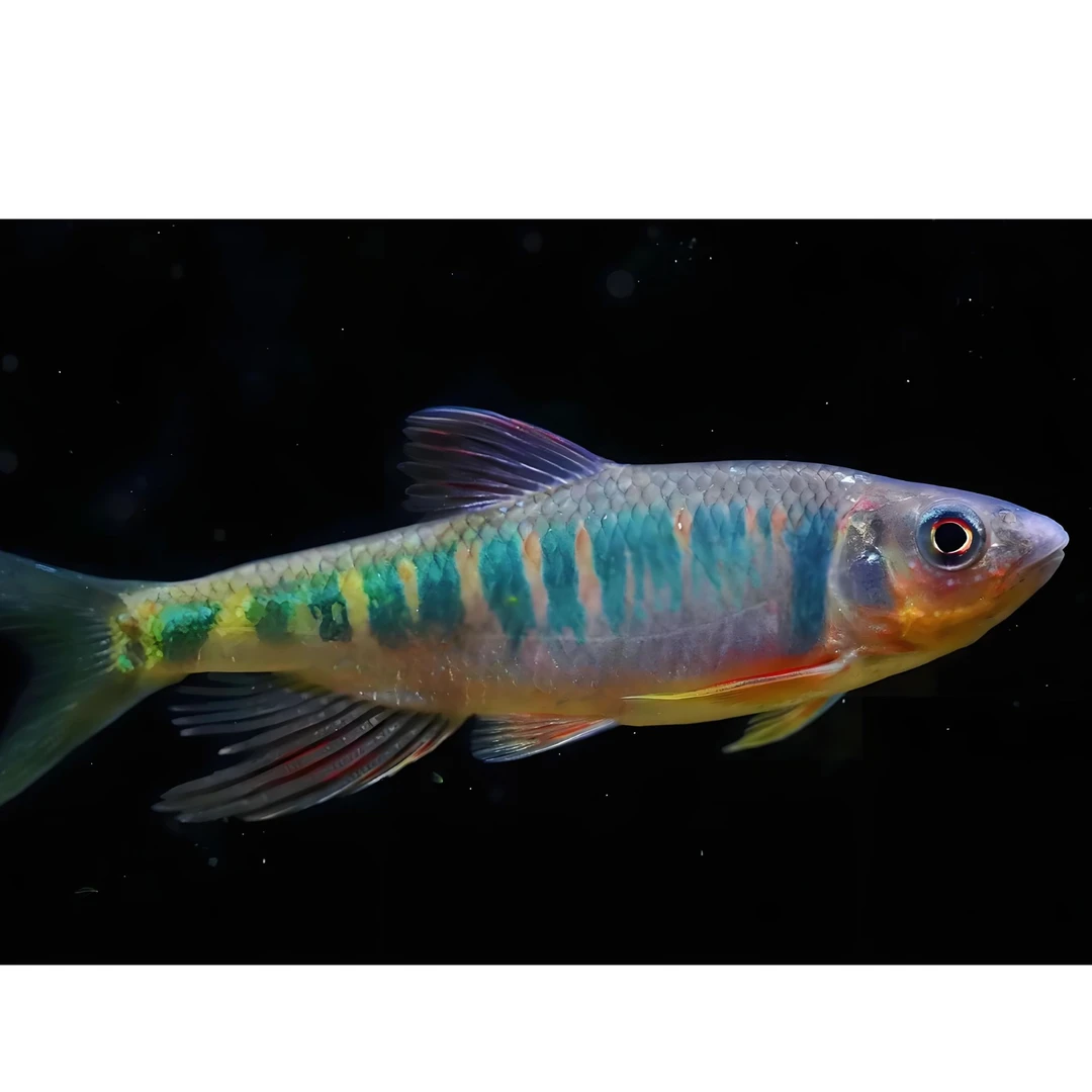 长鳍鱲 桃花鱼 红翅膀 原生鱼 冷水鱼观赏鱼