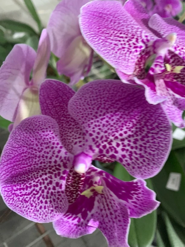 蝴蝶兰-水母苗子3.5寸杯（无花无梗）