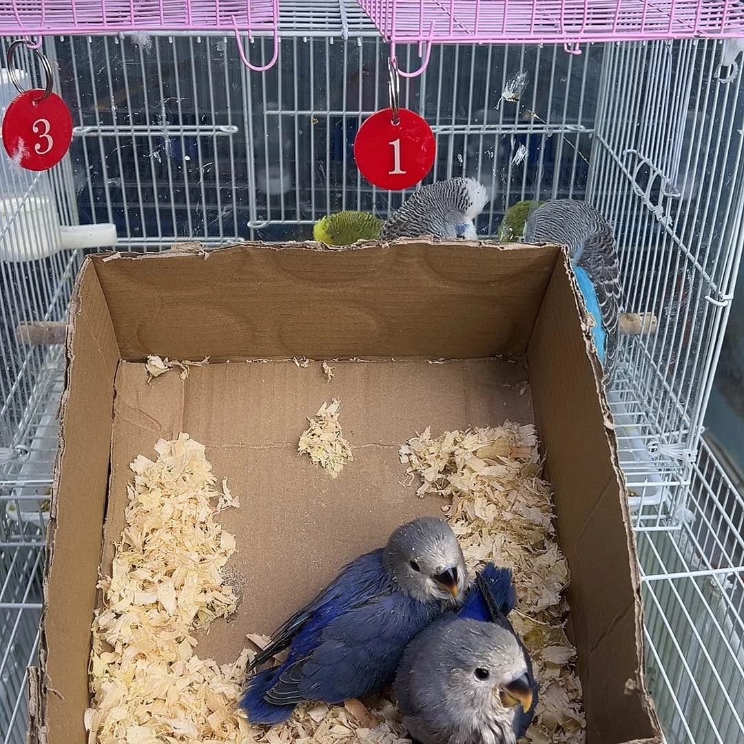 桃脸牡丹鹦鹉来咯我小心翼翼