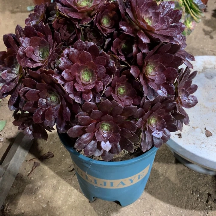 636黑美人多肉植物特价