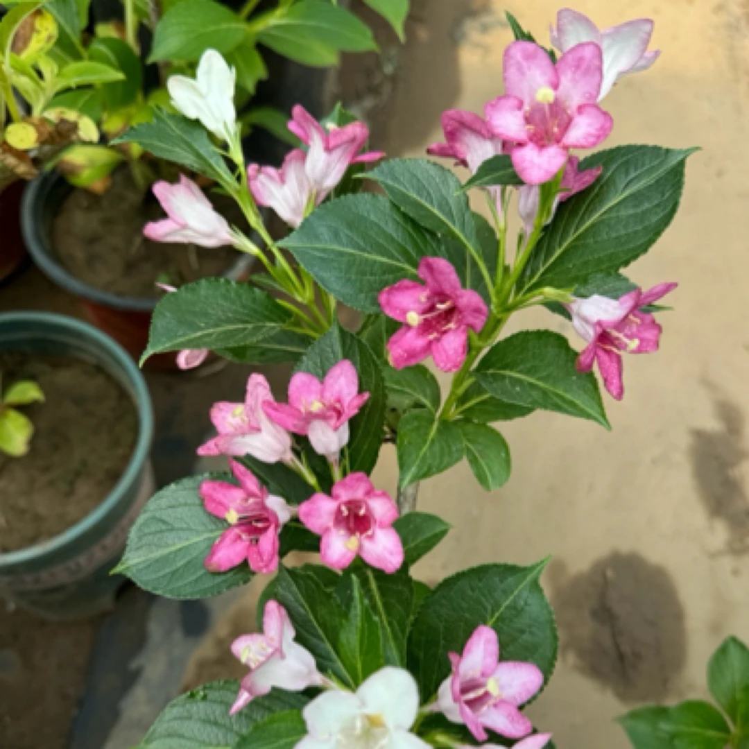 【拍1发2棵】五彩锦带盆栽植物耐寒耐旱