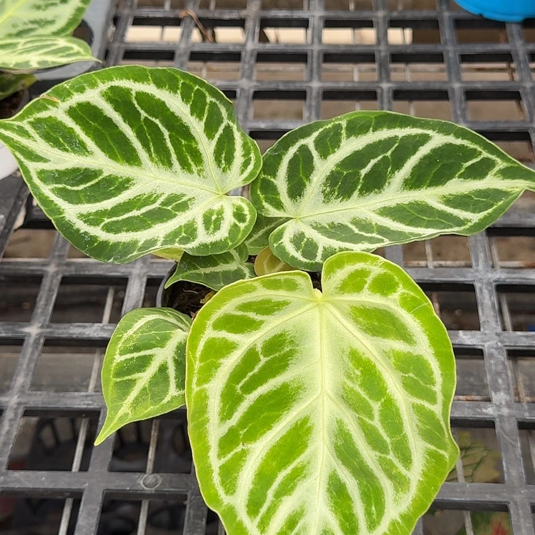 完全开放Y38叶损铜锣烧福利