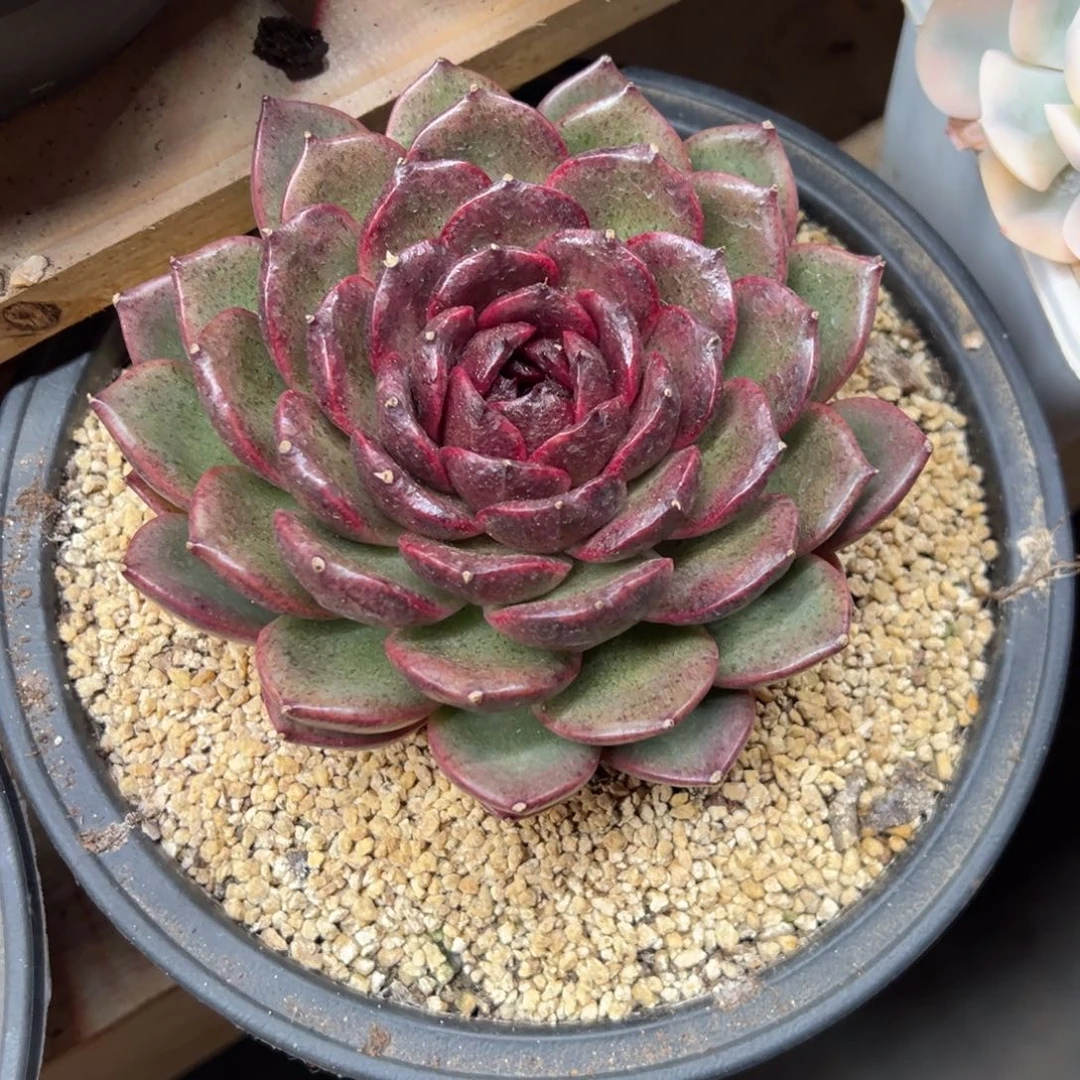 黑水晶 单头 夏鸣园艺