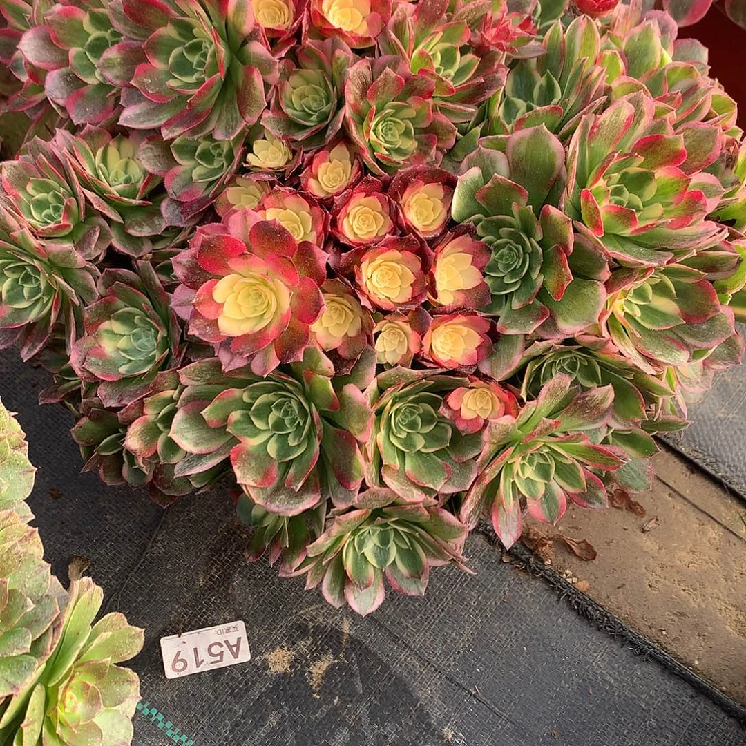 瑶***享完全开放法师图片植物多肉