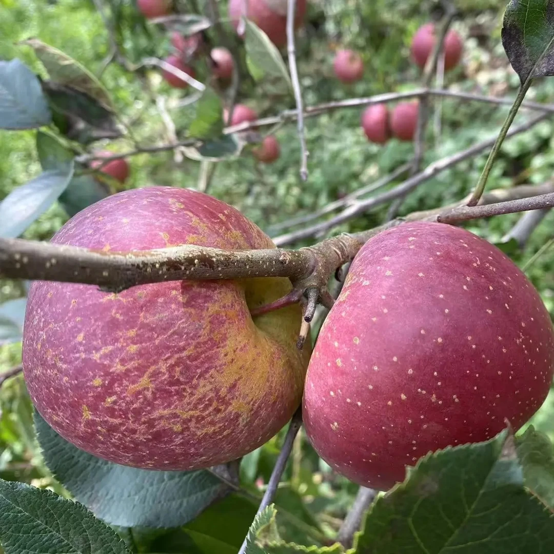 云南正宗富士丑苹果冰糖心脆甜多汁新鲜现摘应季水果