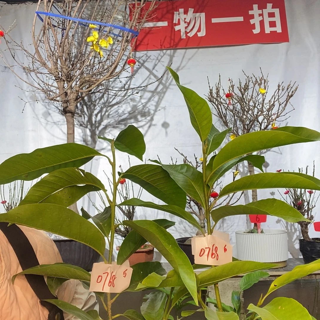 小****完全开放两颗白兰小苗