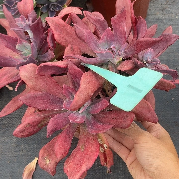 两单包邮，一物一拍1砖石锦