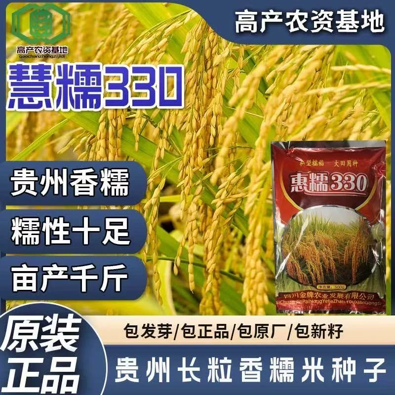 长粒糯米水稻种子惠糯330常规糯米种子贵州香糯米种子可留种