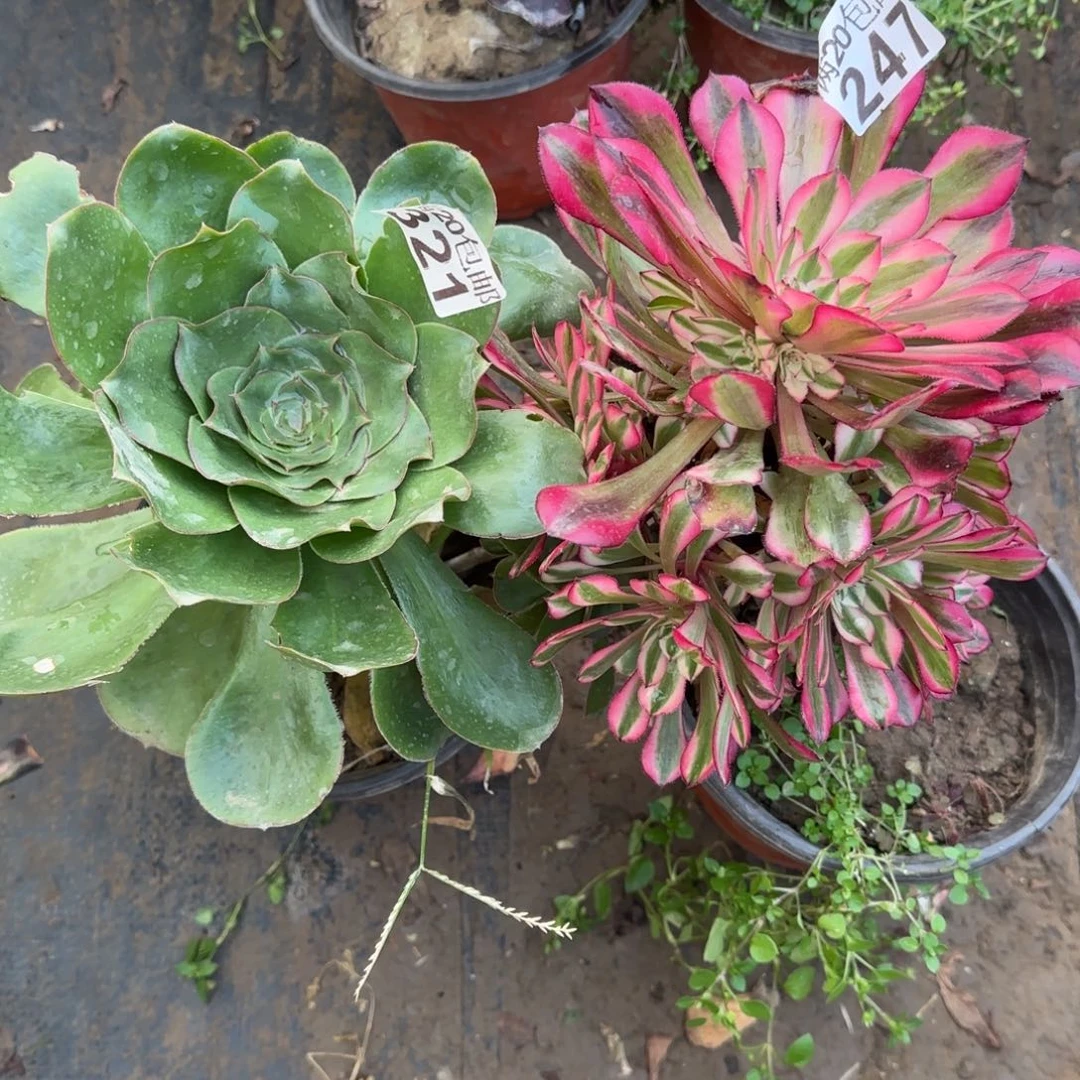 多肉247+321满20包邮断枝不包