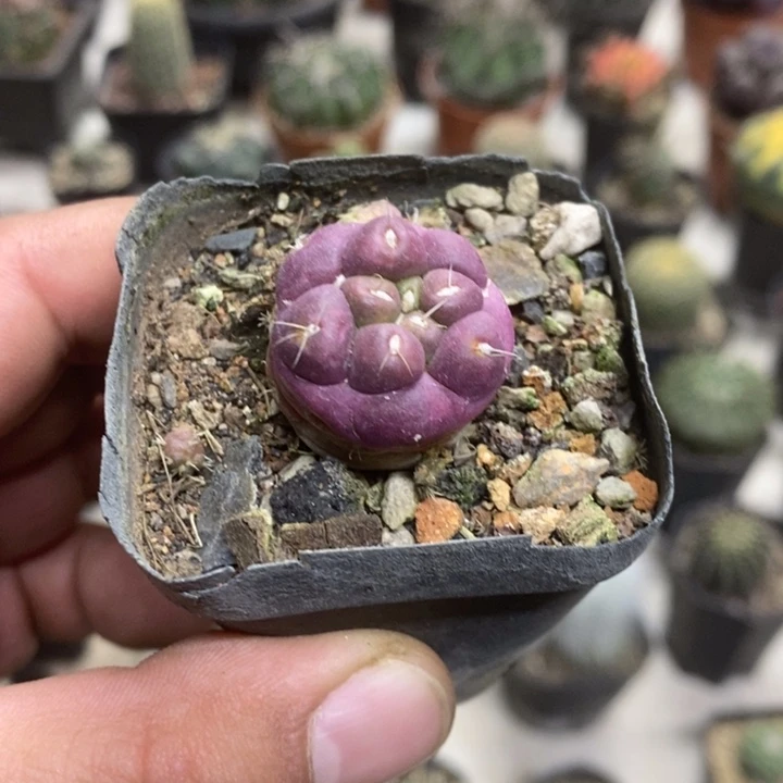 紫皮无刺象牙特价2