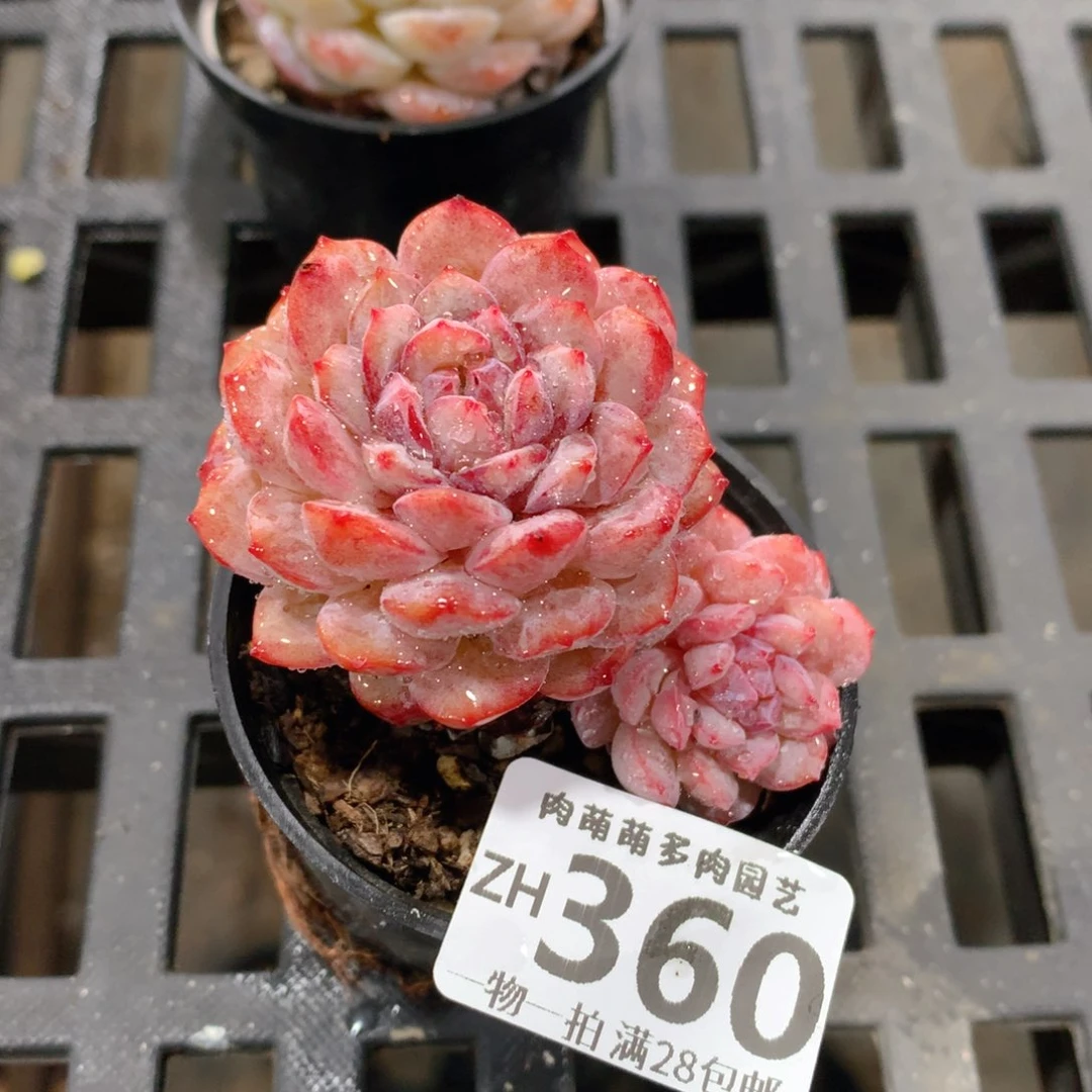 肉萌萌拇指盆精控多肉ZH360