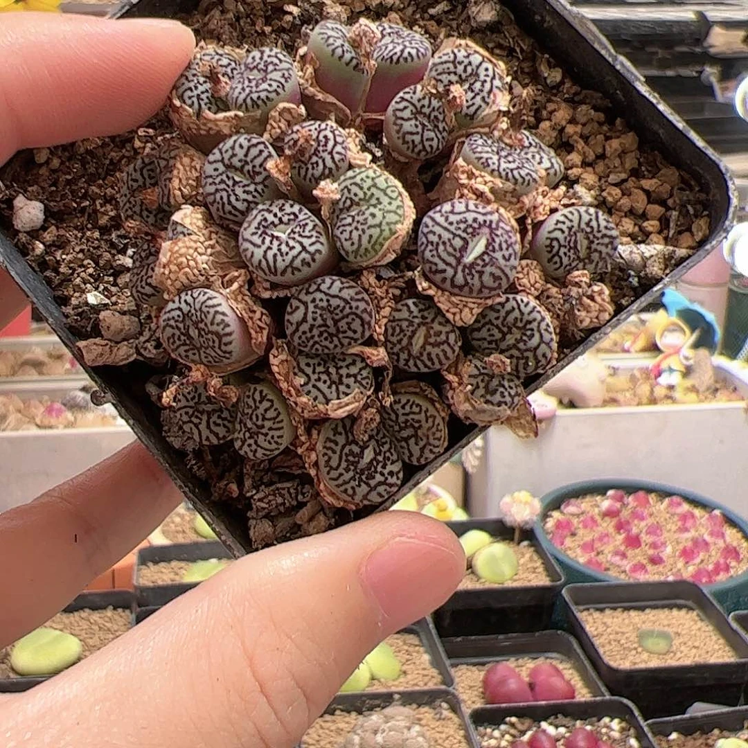 【闪购商品】122 超墨