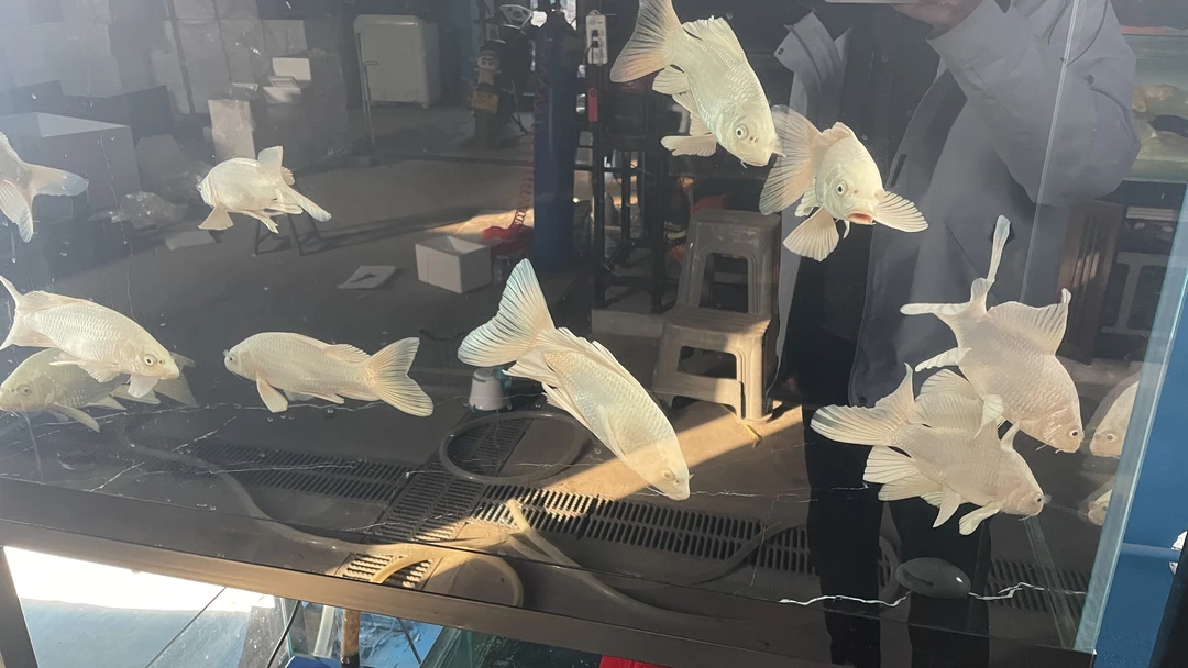 看清楚下单，发顺风。蝴蝶鲤。售出不退不换，发错不要钱，噶了不要钱。