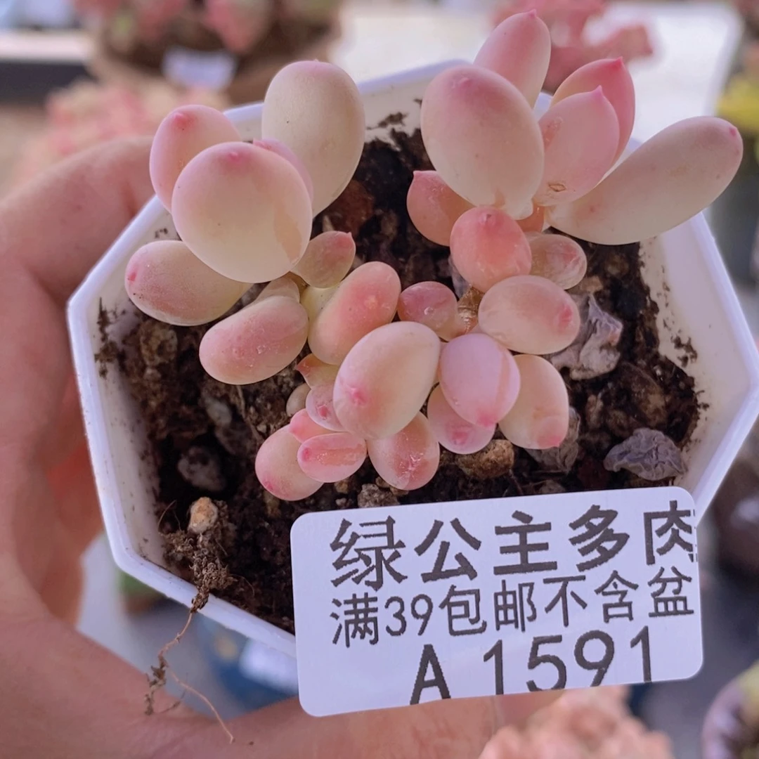 苹果奶5cm1591多肉植物 k