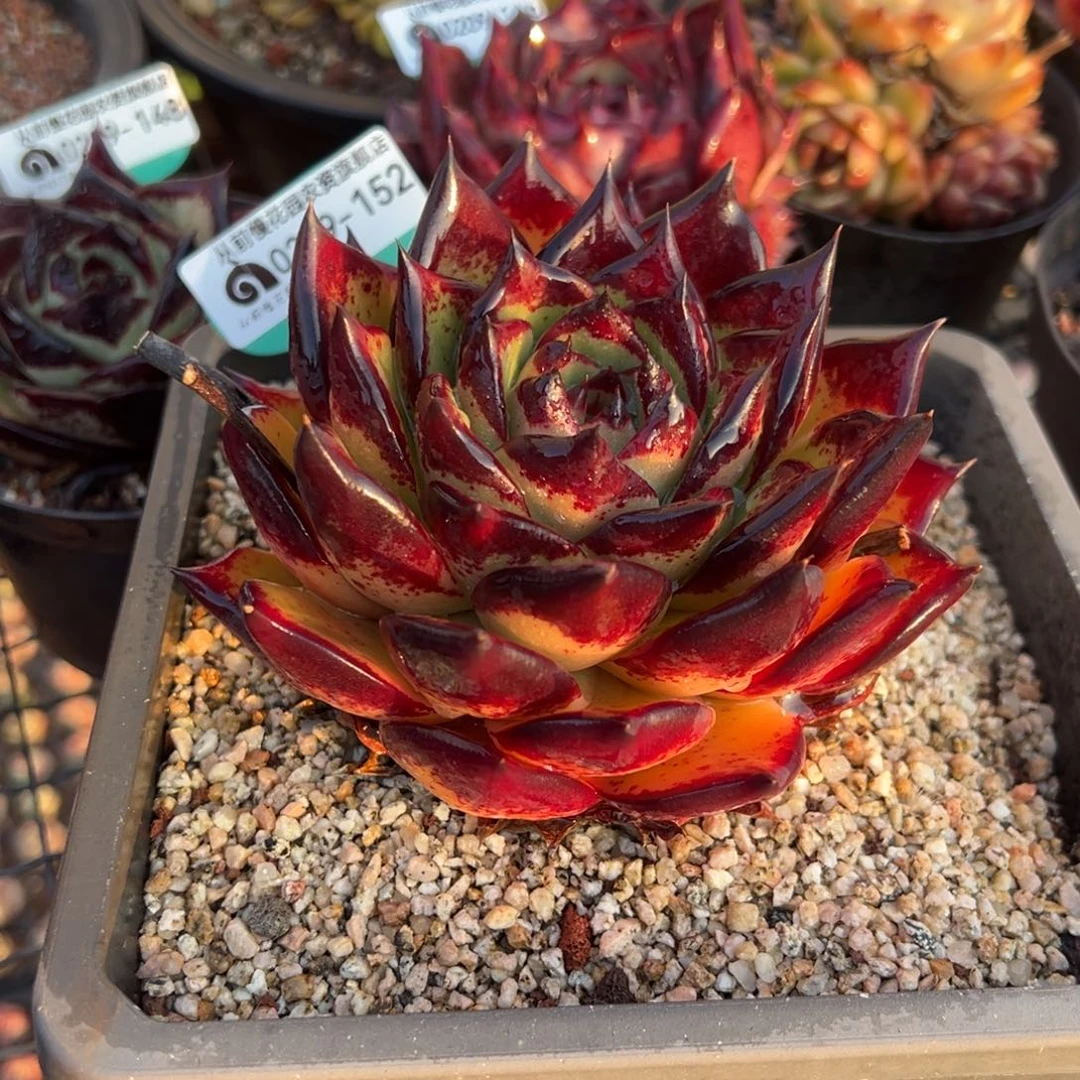 从前慢多肉精选编号0209.152