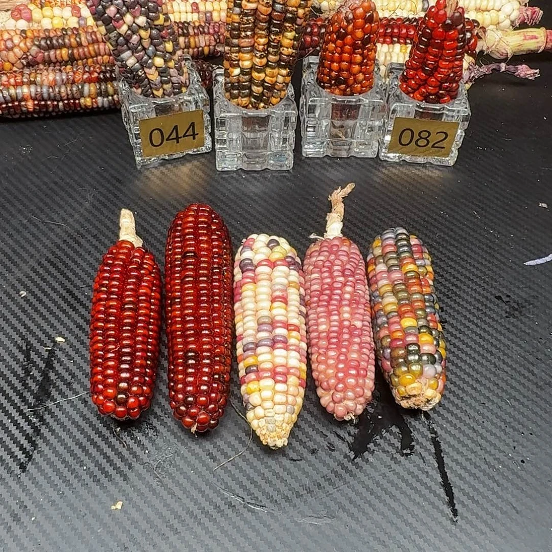 媛***)大叶紫檀（黑酸枝木类）