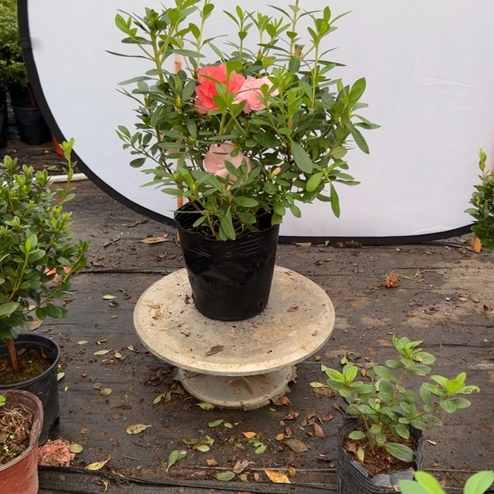 完全开放双色桃梅锦