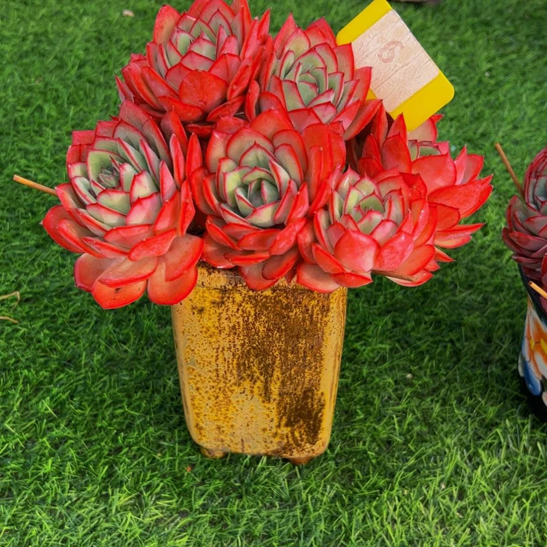 安**身牡丹亭朵朵缀带盆