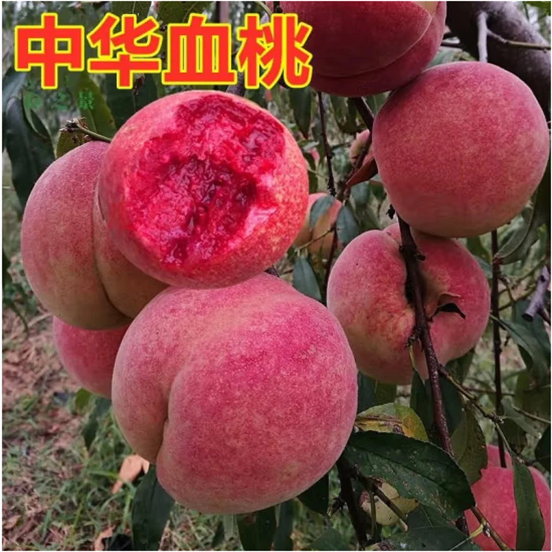 嫁接鹰嘴桃树苗正宗桃子树苗当年结果高产大果鹰嘴桃树南北方种植