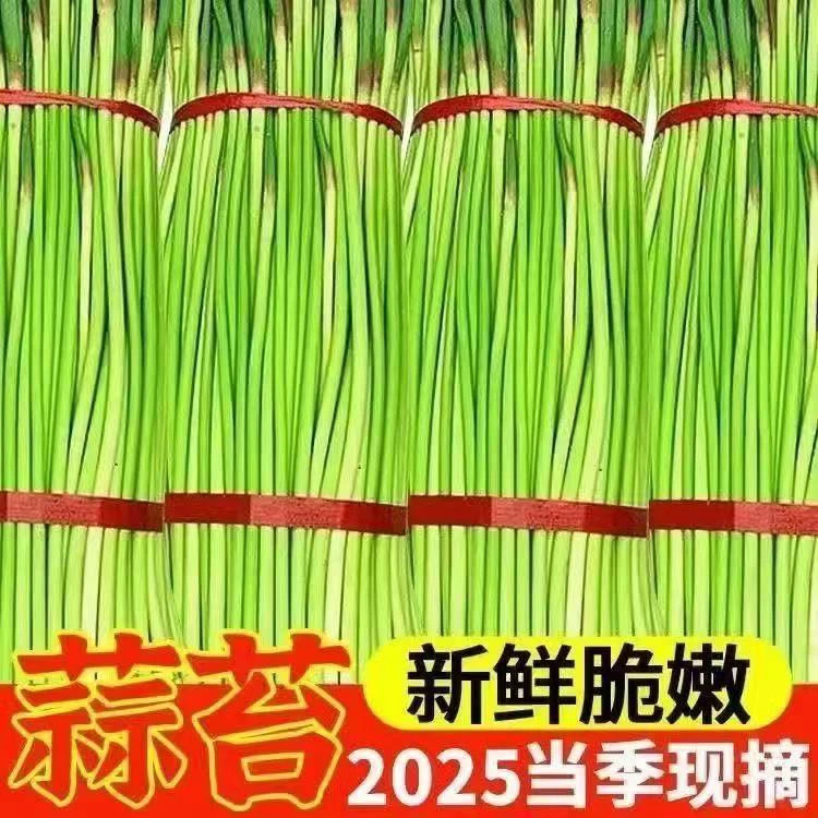 河南红帽蒜苔农家自种现摘现发新鲜蔬菜