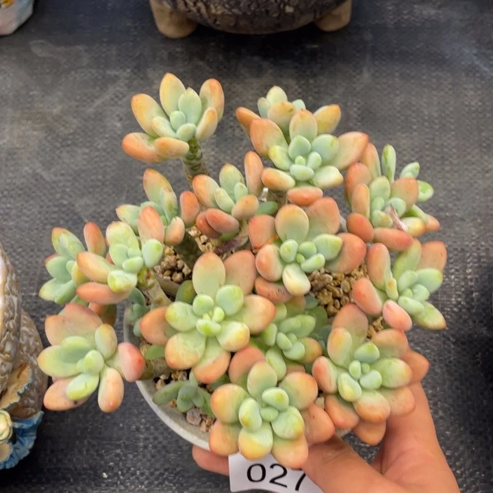 弥鹿之森一物一拍