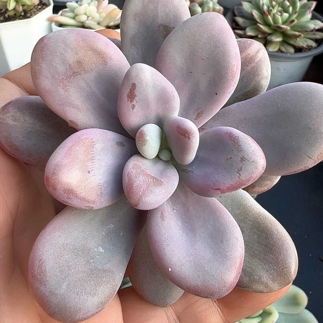 桃蛋锦头盖 小方花圃一物一拍