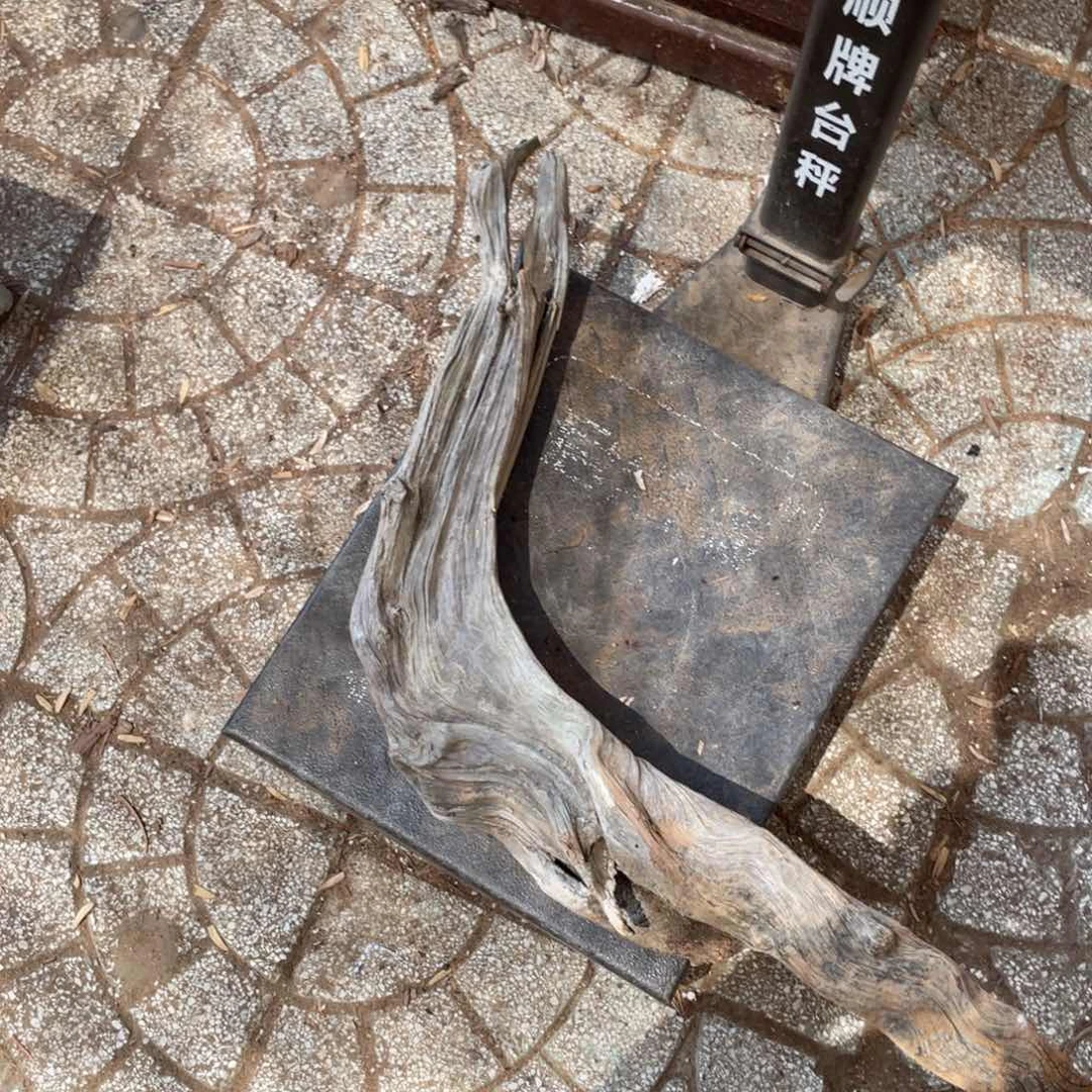 柏木随**变啦啦啦啦啦啦啦啦啦啦啦