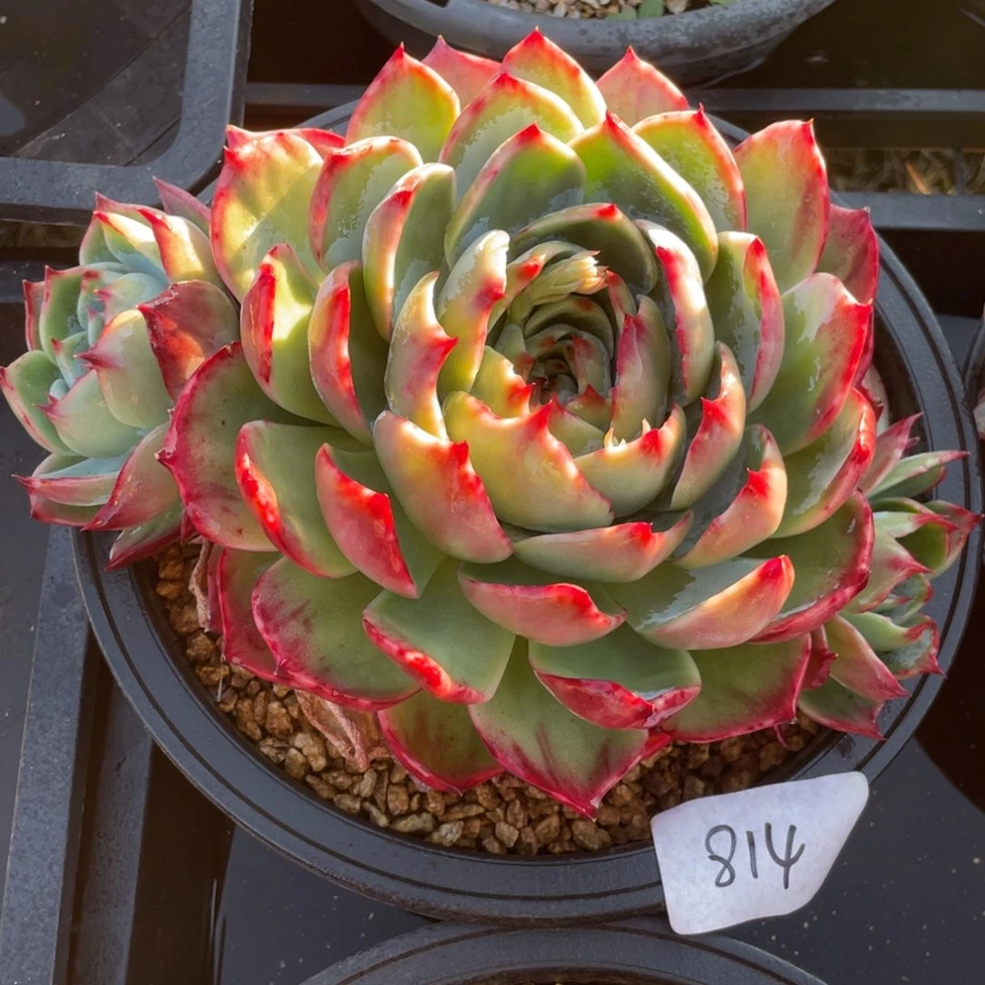 惊鸿仙子冠服24左右