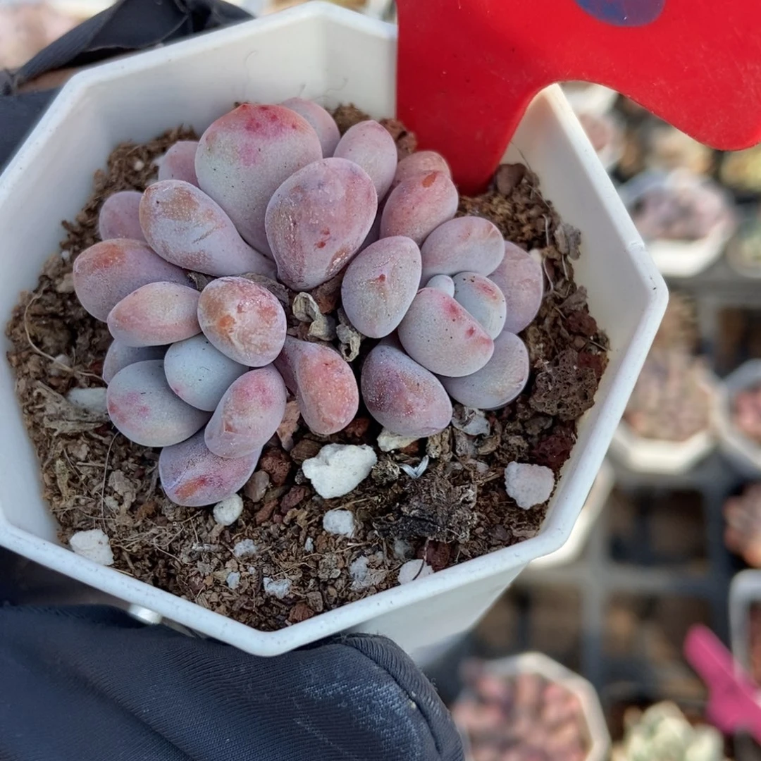 836粉兔多肉植物多肉