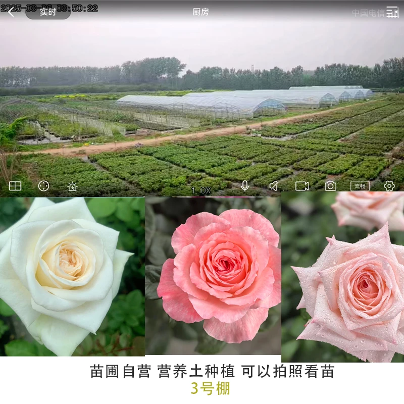 3号棚灌木月季营养土原盆园土种植四季开花盆栽花卉庭院种植