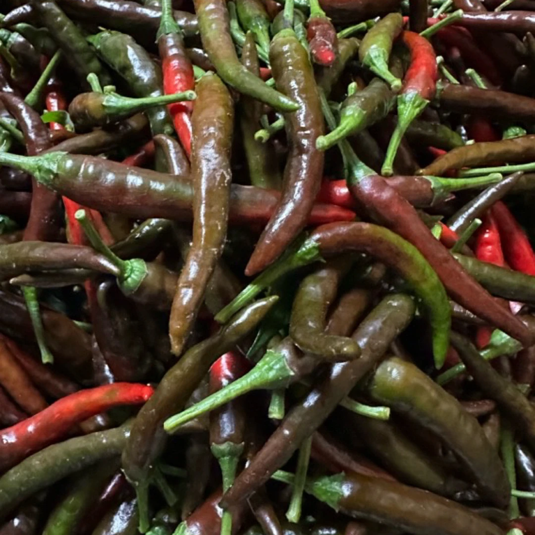 贵州本地艳椒 香香辣辣 中偏上的辣度【做泡椒】